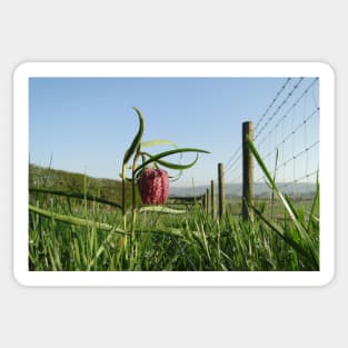 Snake's head Fritillary Sticker